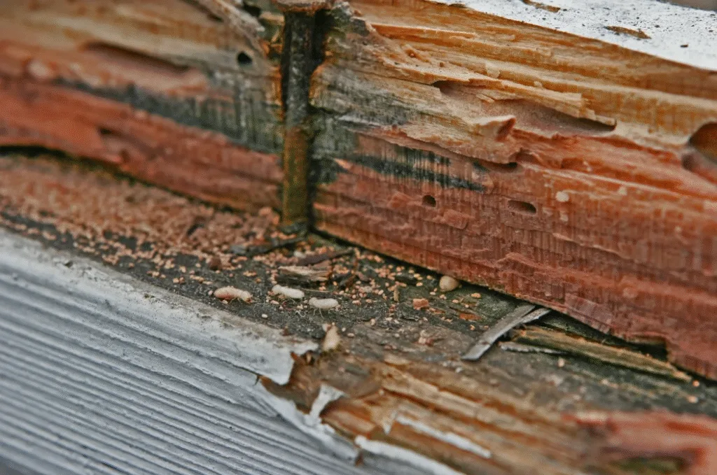 Termites